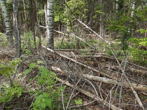 bushwhacking woods at Cole Hill in New Hampshire