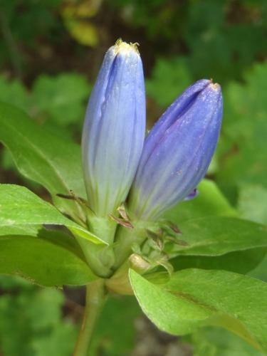 Bottle Gentian