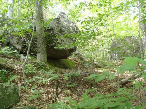 woods on Cone Mountain in New Hampshire