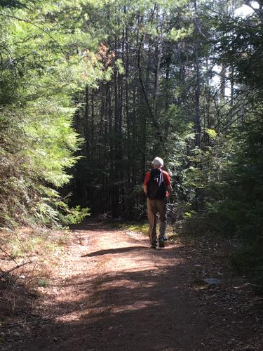 Fred on the trail at Converse Meadow near Rindge in southern New Hampshire