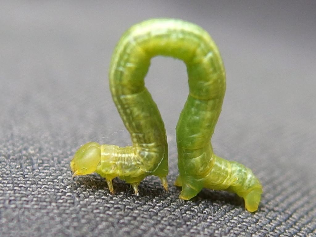 an inchworm (Melanolophia canadaria) hitches a ride on Fred's pants at Cooley Hill in western New Hampshire