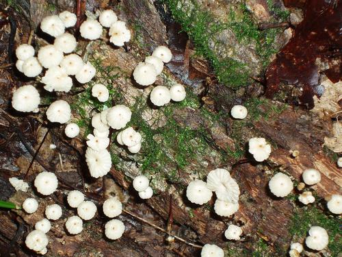 Horsehair Mushroom