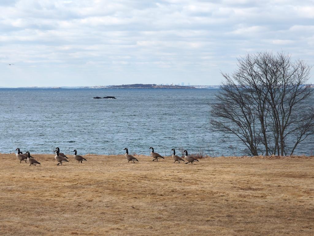 Ocean Lawn in March at Coolidge Reservation in northeastern Massachusetts