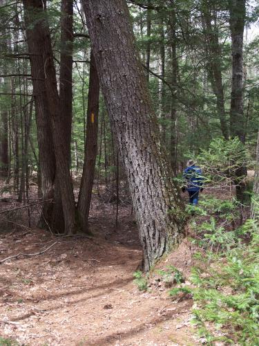 trail at Cooper Cedar Woods near New Durham in southern New Hampshire