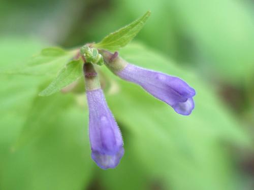 Mad-dog Skullcap