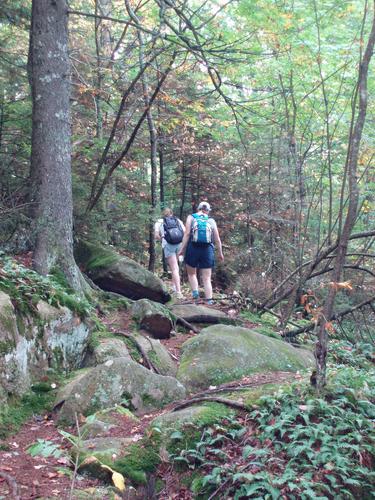 woods trail to Copple Crown Mountain in New Hampshire