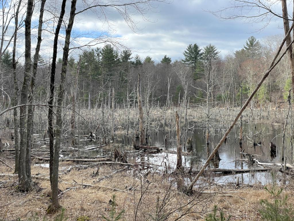 swamp in April on Still Corner Brook at Cormier Woods in eastern Massachusetts