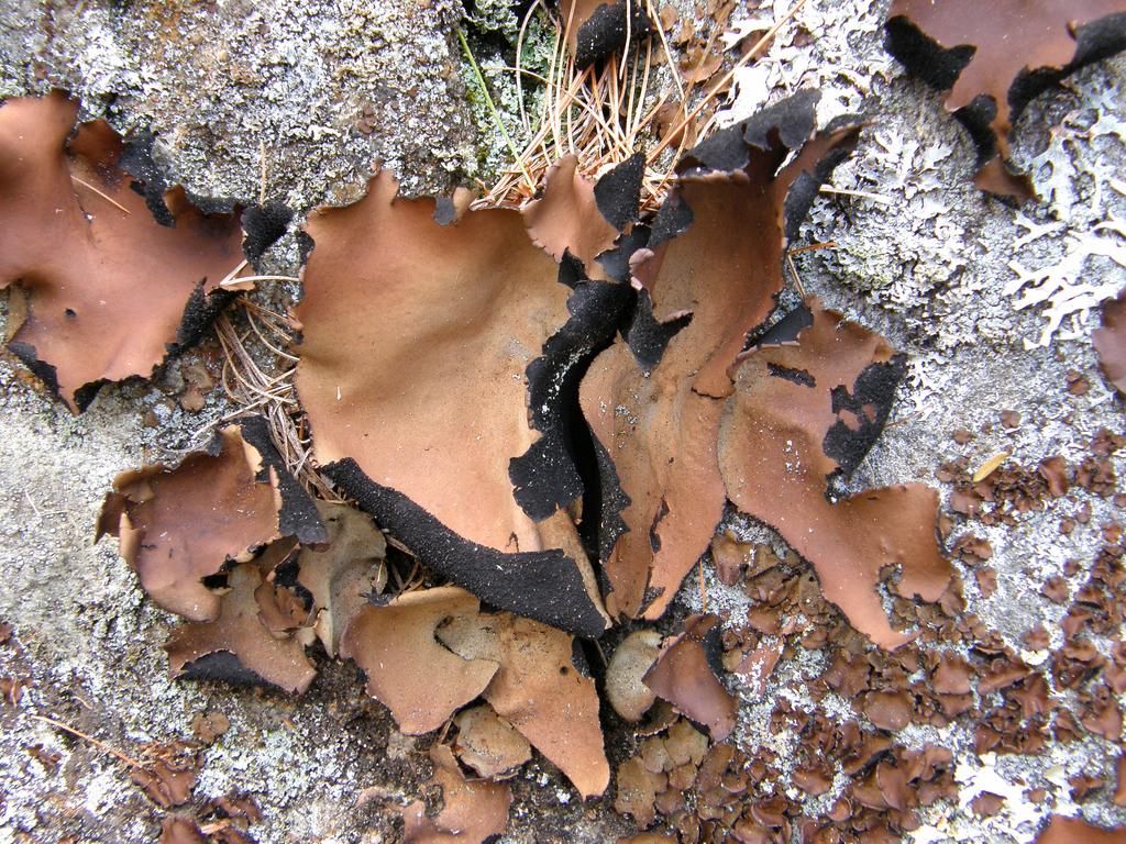 Smooth Rock Tripe (Umbilicaria mammulata) lichen on Cotton Mountain in New Hampshire