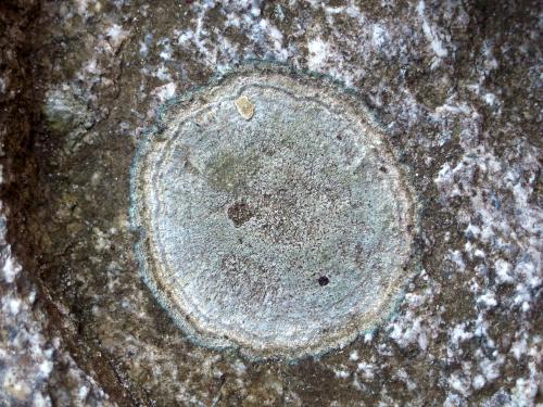 lichen at Cotton Valley Rail Trail near Wolfeboro in New Hampshire