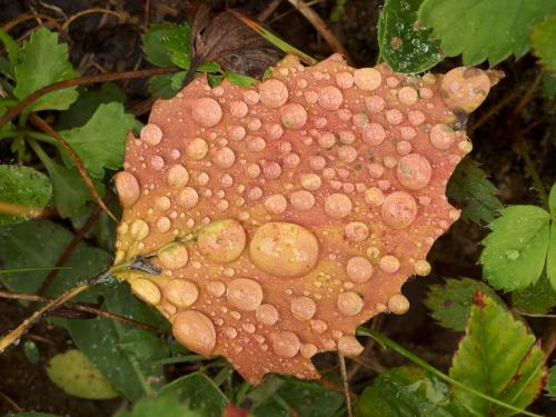 rainy leaf