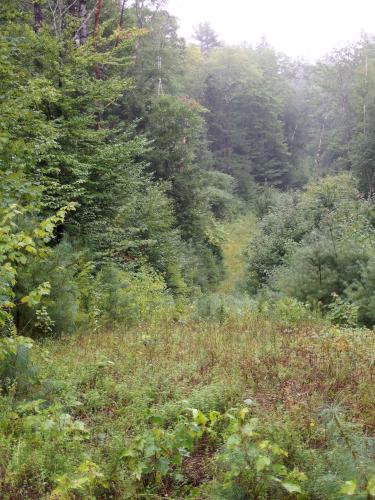 trail at Cottrell Forest near Hillsboro in southern New Hampshire