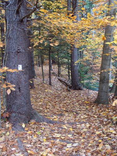 Wheeler Trail to Cranberry Meadow Pond and Oak Hill near Peterborough in southern New Hampshire