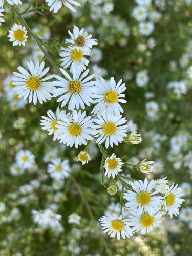 Asters in September at Cranberry Bog near Carlisle in northeast MA