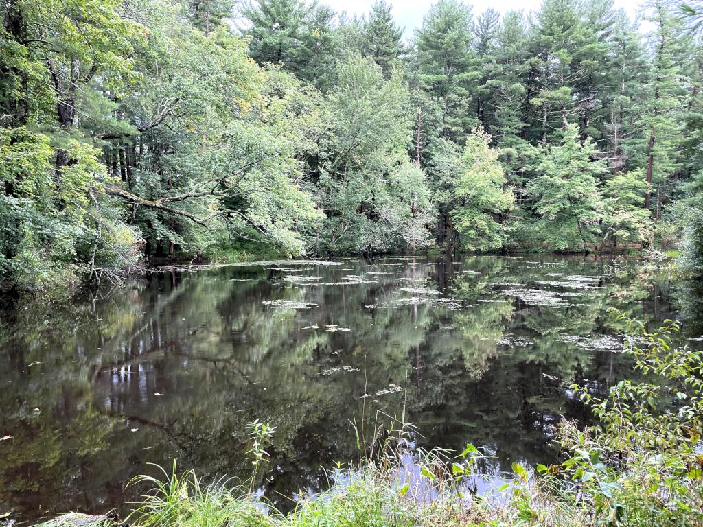 pond in September at Crooked Spring in northeast MA