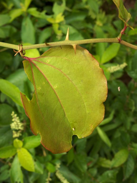 Greenbrier (Smilax rotundifolia) in July at Crystal Point Conservation Area at Haverhill in northeastern Massachusetts