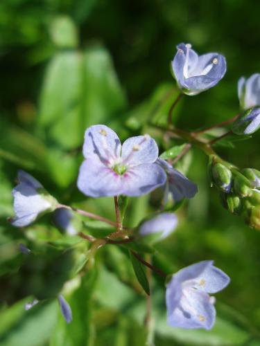 American Speedwell