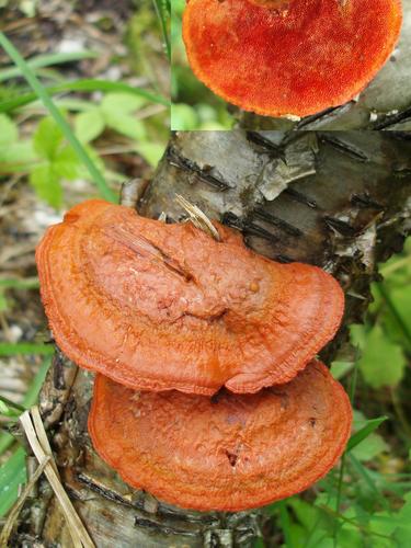 Cinnabar Red Polypore