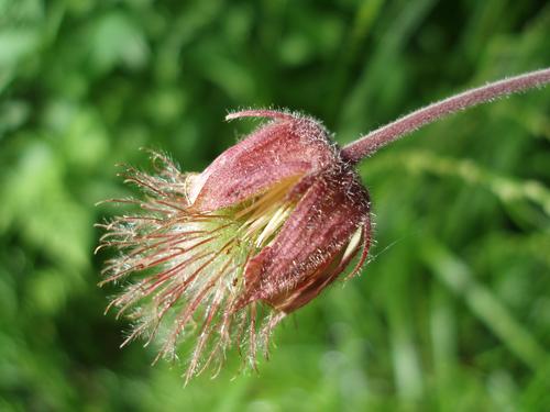 Water Avens