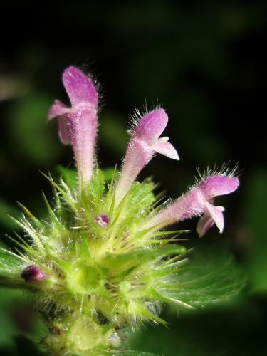 Hemp Nettle (Galeopsis tetrahit)