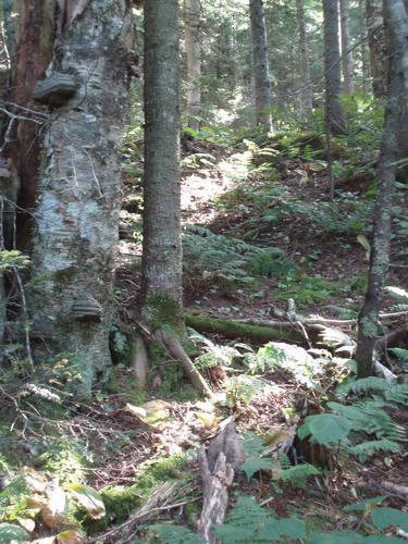 woods on the way to South Crystal Mountain in New Hampshire