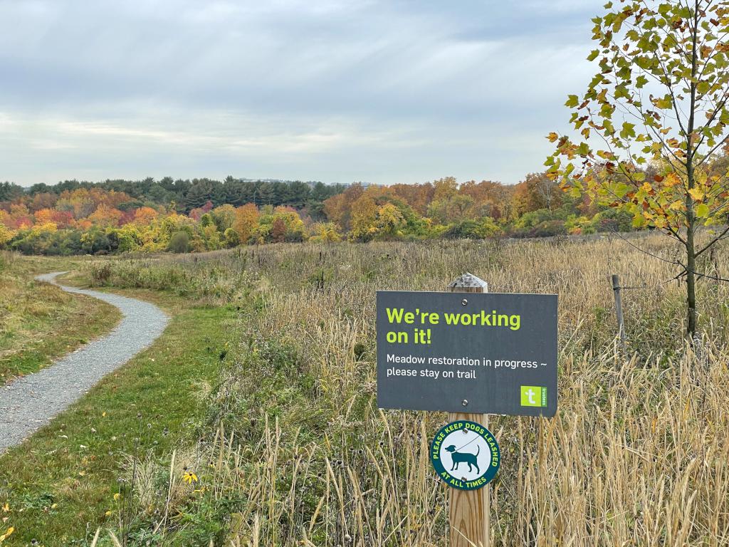 meadow restoration in October by The Trustees at Mary Cummings Park in eastern Massachusetts