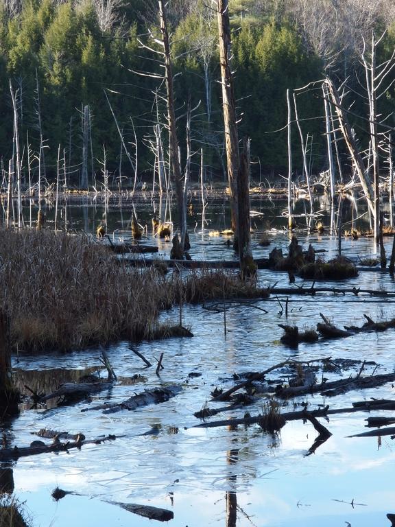 Beaver Pond in December -- with side lighting and skim ice -- near Dagody Hill in southern New Hampshire