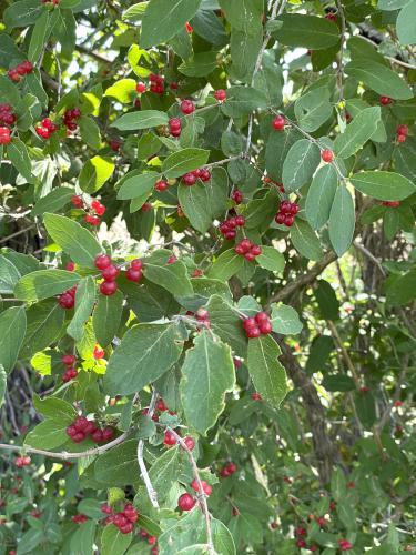 Tartarian Honeysuckle (Lonicera tatarica) in June at Daniel Webster Wildlife Sanctuary in eastern Massachusetts