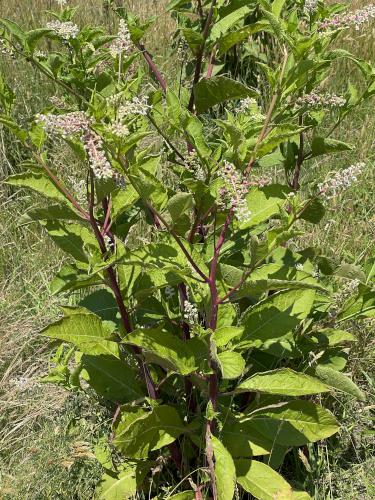 Pokeweed (Phytolacca americana) in June at Daniel Webster Wildlife Sanctuary in eastern Massachusetts