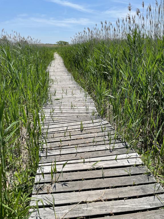 boardwalk in June at Daniel Webster Wildlife Sanctuary in eastern Massachusetts