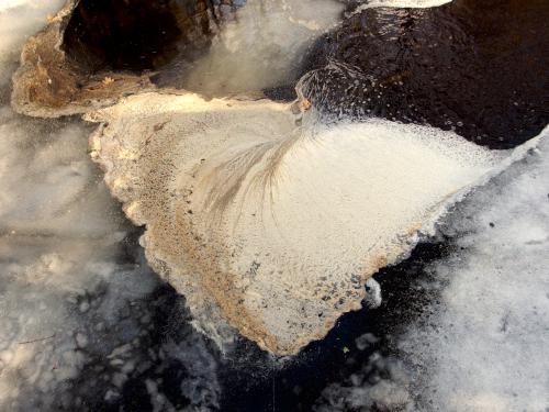 butterfly-looking slime foam in February near Darby Brook Conservation Area in New Hampshire