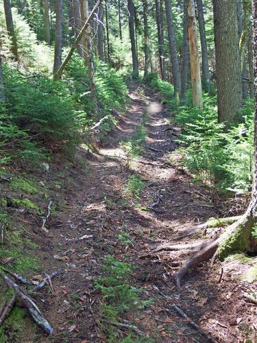 ATV track near the summit of Little Mount Deception in New Hampshire