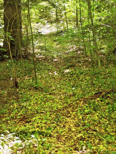 primitive herd path at Little Mount Deception in New Hampshire