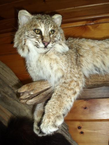 Bobcat taxidermy display