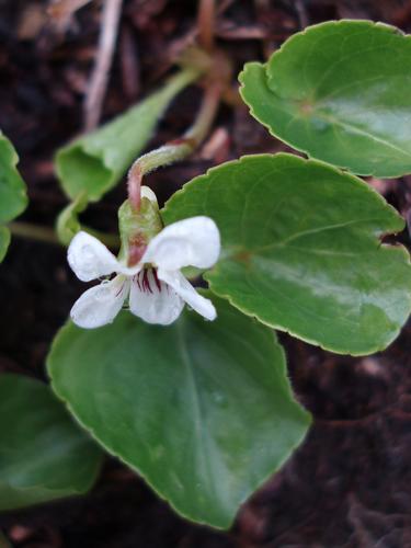 Kidney-leaved Violet