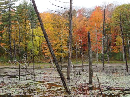 swamp foliage