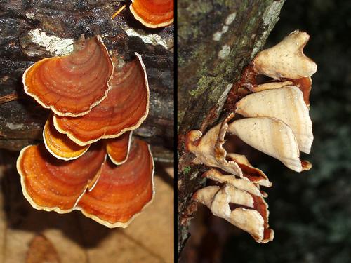 False Turkey Tail