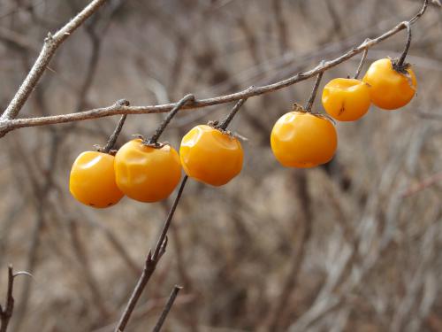 Horse Nettle