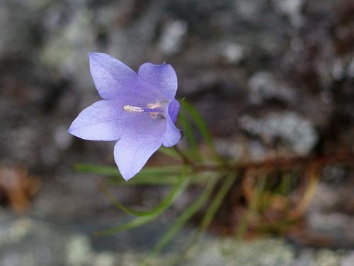 Harebell (Campanula rotundifolia)