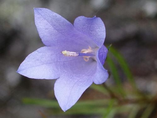 Harebell (Campanula rotundifolia)