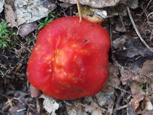 Scarlet Waxycap