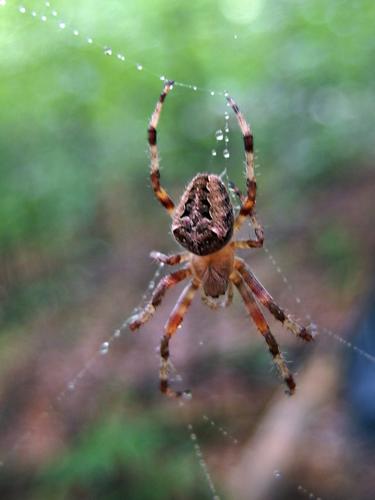 spider on its web at Dinsmore Mountain in New Hampshire