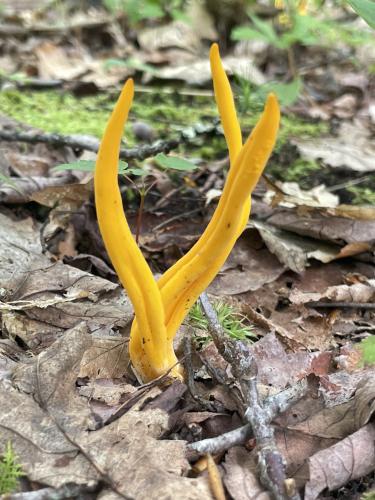 coral fungus in August at The Dome in southwest VT