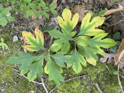 Sassafras (Sassafras albidium) in August at The Dome in southwest VT