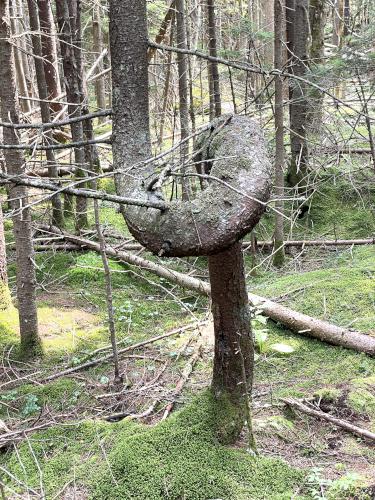 twisted tree in August at The Dome in southwest VT