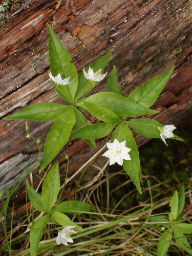 Starflower flowers