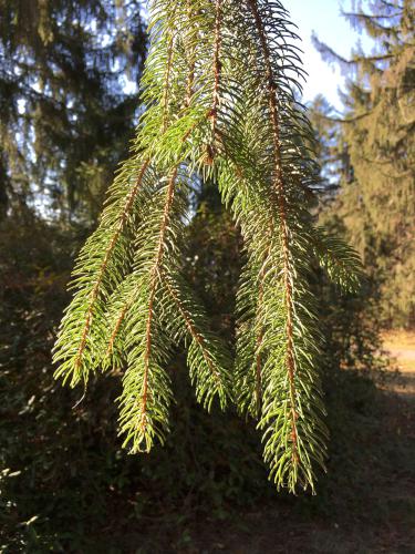 Ornamental Spruce tree at Doyle Park near Leominster, Massachusetts