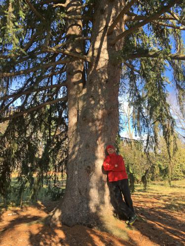 Ornamental Spruce tree at Doyle Park near Leominster, Massachusetts