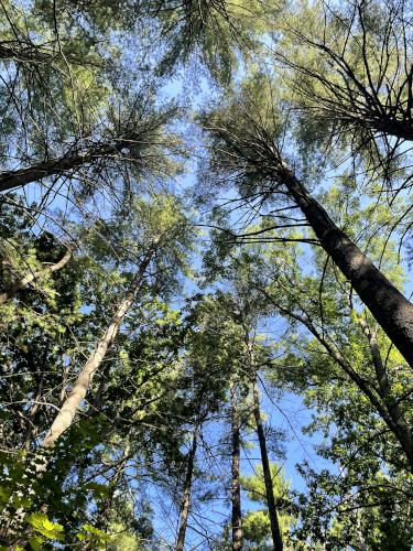 trees in August at Lowell-Dracut-Tyngsboro State Forest in eastern Massachusetts