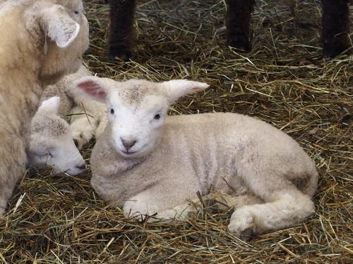 baby goat at Drumlin Farm Wildlife Sanctuary in eastern Massachusetts