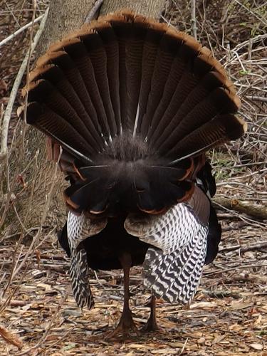 male turkey in April at Drumlin Farm Wildlife Sanctuary in eastern Massachusetts